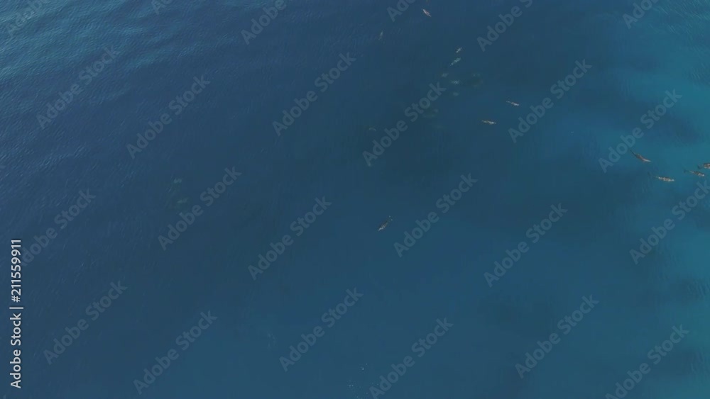 Aerial view of school of dolphins in open sea Aerial view of school of dolphins in open sea