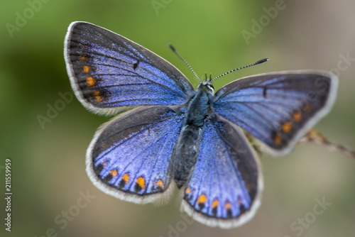 Photography Orange spotted blue butterfly