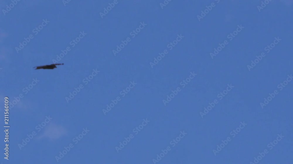 A full shot of a clouds and blue sky with eagle A full shot of a clouds and blue sky with eagle