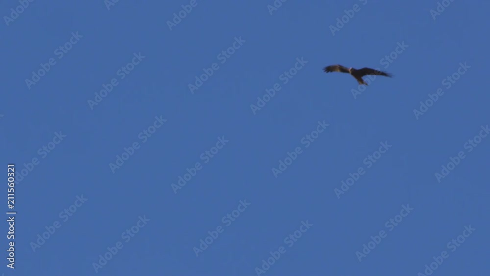A full shot of an eagle and white clouds with blue sky A full shot of an eagle and white clouds with blue sky
