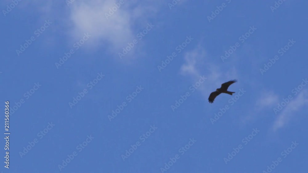 A full shot of an eagle and blue sky A full shot of an eagle and blue sky