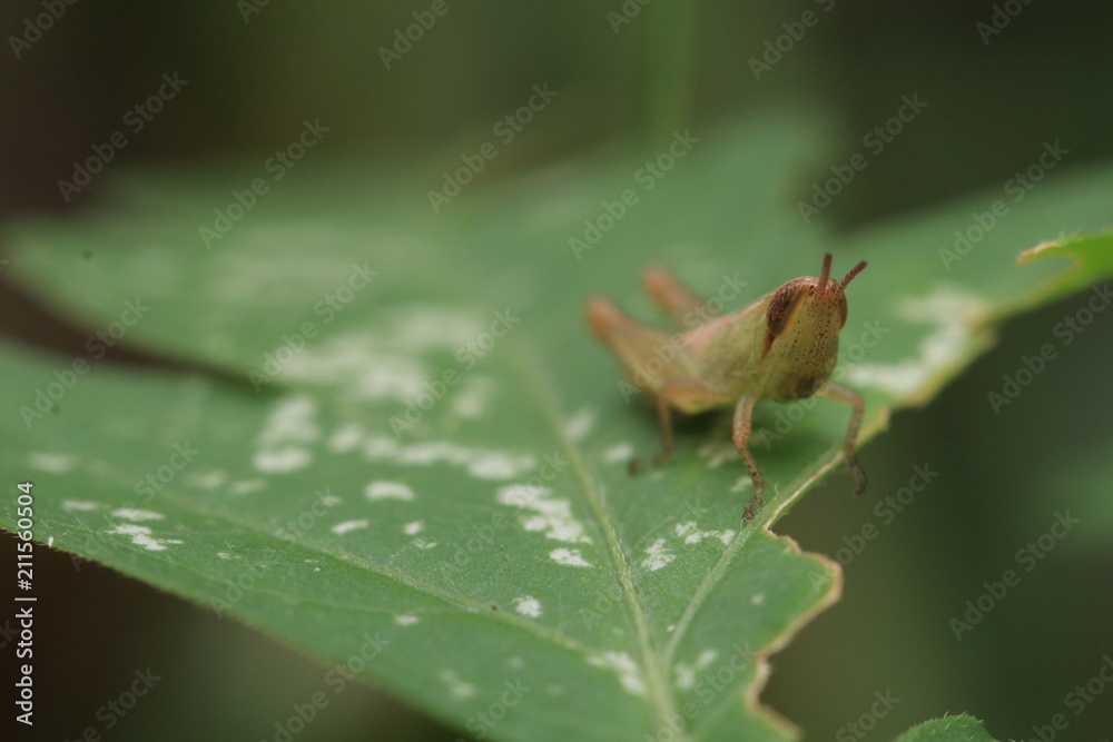 Close up tiny brown grasshopper on grass leaf Close up tiny brown grasshopper on grass leaf