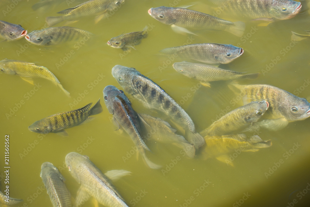 Naklejka premium Freshwater tilapia is commonly used in farm systems or on earthen ponds to grow faster and produce better yields.