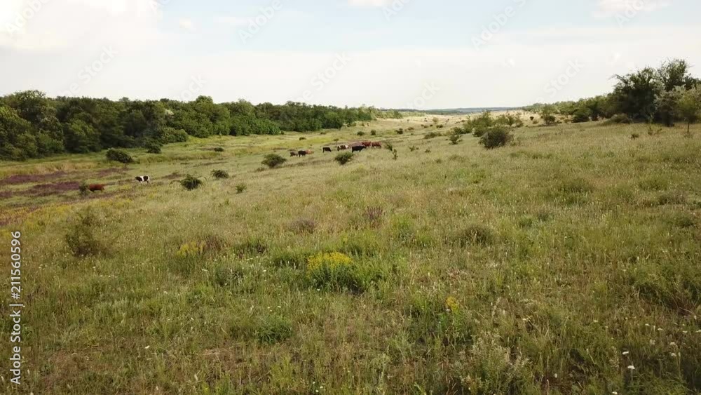 Cows graze in a meadow. Aerial Cows graze in a meadow. Aerial