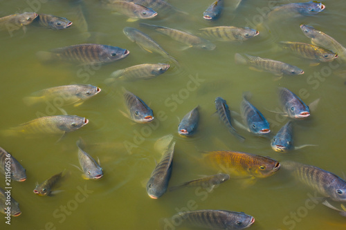 Freshwater tilapia is commonly used in farm systems or on earthen ponds to grow faster and produce better yields.