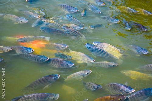 Freshwater tilapia is commonly used in farm systems or on earthen ponds to grow faster and produce better yields. photo