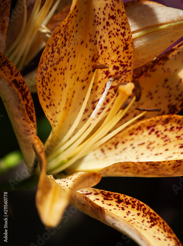 Lilly 1