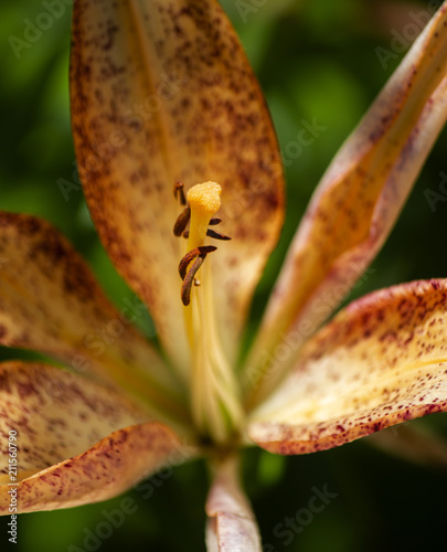 Lilly 2