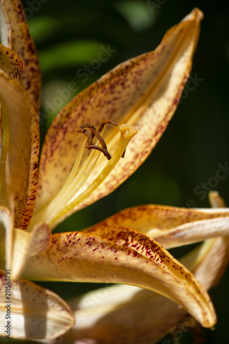 Lilly 3
