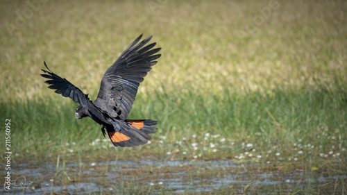 Red-Tailed Black Cockatoo photo