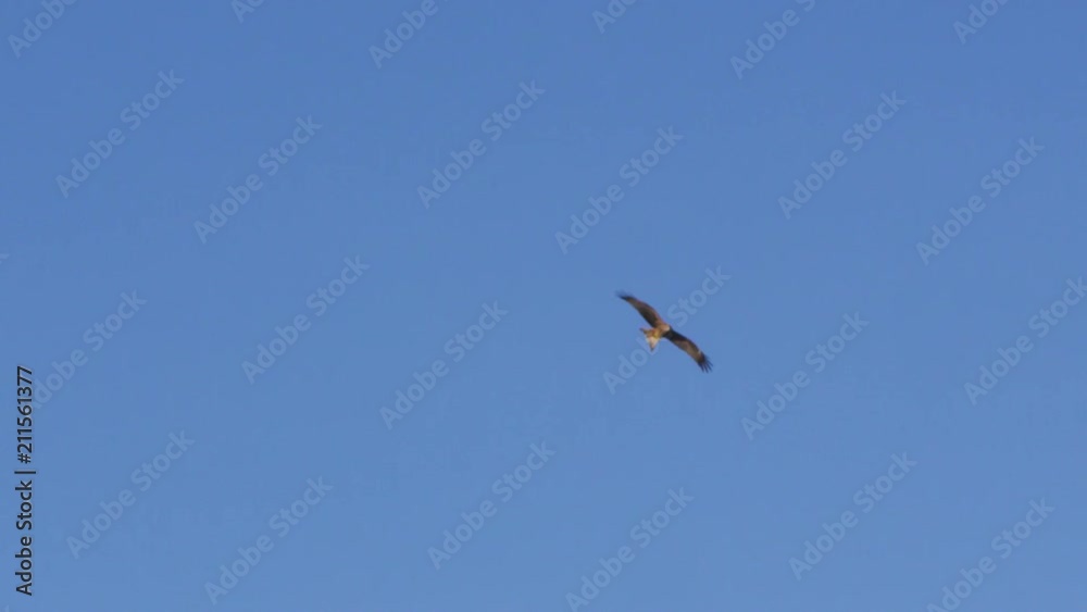 A full shot of an eagle and blue sky in slow motion A full shot of an eagle and blue sky in slow motion