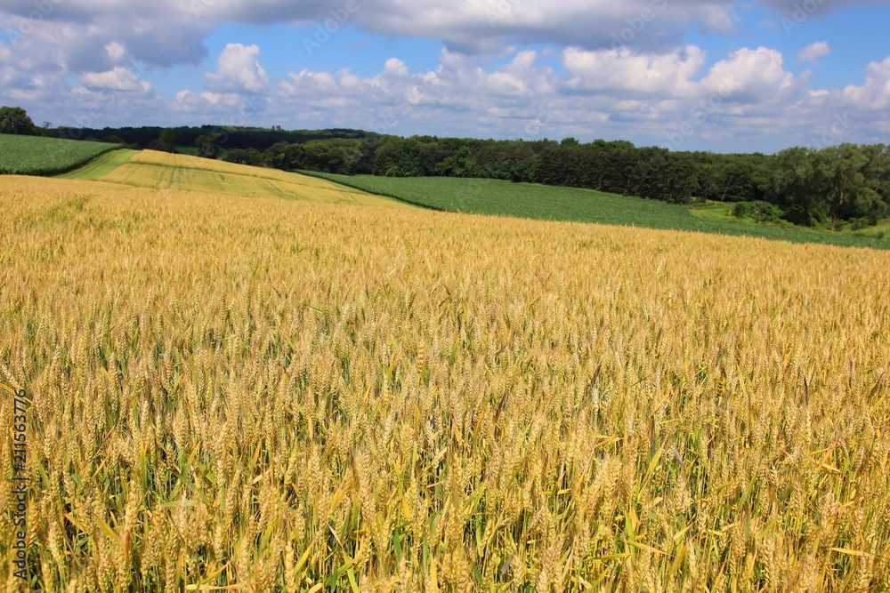 Agriculture, agronomy and farming background. Rural landscape with riping wheat field on a foreground. Beautiful summer countryside nature background, Wisconsin, Midwest USA. Harvest concept.