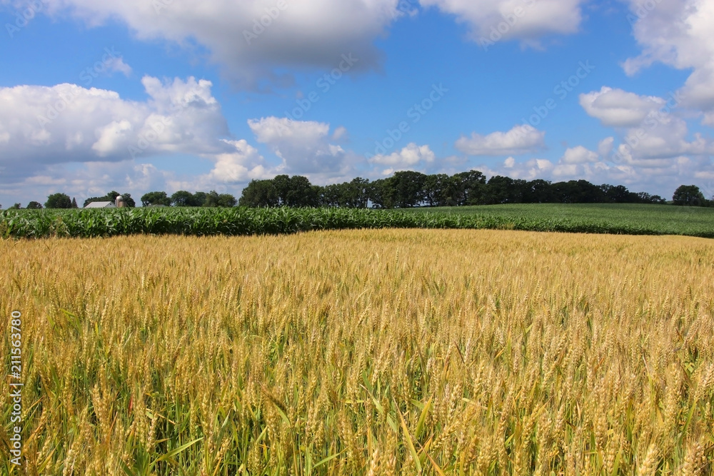 Agriculture, agronomy and farming background. Rural landscape with riping wheat field on a foreground. Beautiful summer countryside nature background, Wisconsin, Midwest USA. Harvest concept.
