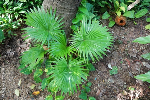Top view of leaves saw palmetto, Abstract leaves texture, Ecological Concept, Space for text in template (sabal palm, Serenoa repens)