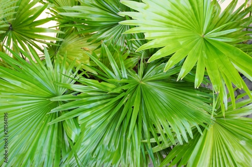 Top view of leaves saw palmetto, Abstract leaves texture, Ecological Concept, Space for text in template (sabal palm, Serenoa repens)