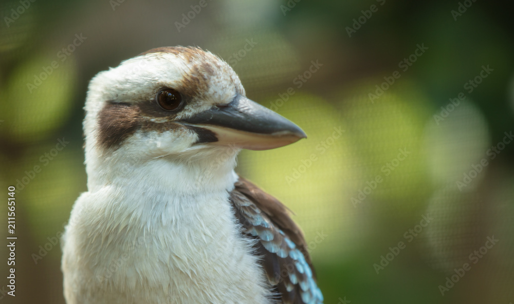 Obraz premium kookaburra gets a side profile shot