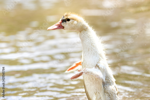 White small indoda tries to fly in bright summer day photo