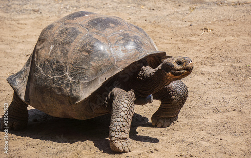 Galapagos land turtle on Isabela island