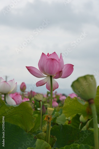 Lotus Flower