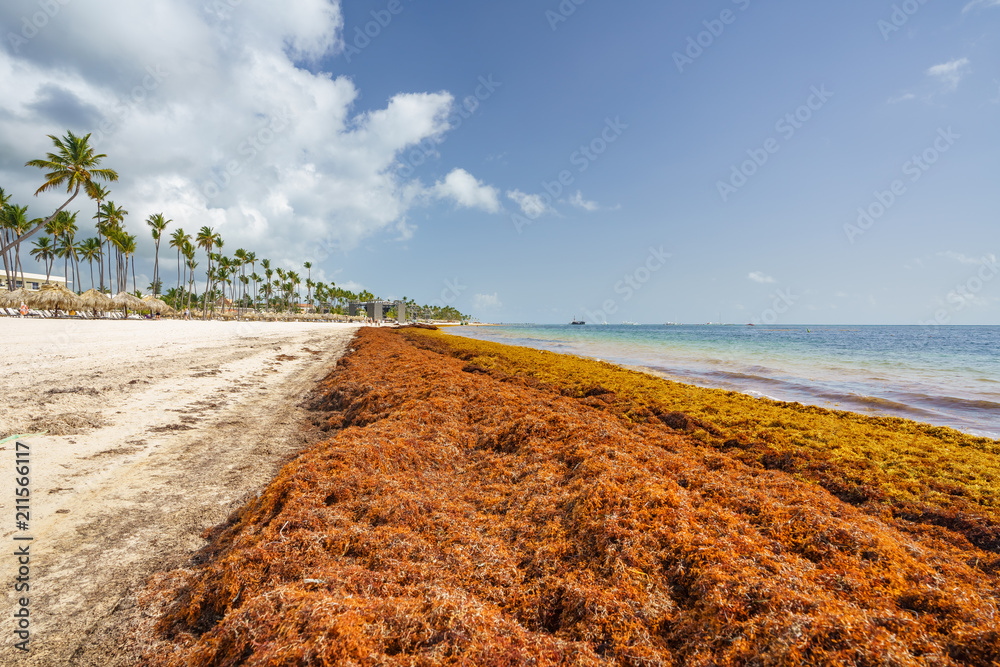 Punta Cana Dominican Republic June 17 2018 Sargassum Seaweeds On 