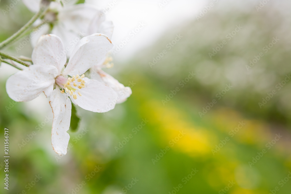 flower of a fruit tree flower of a fruit tree