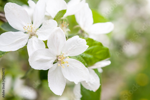 flower of a fruit tree
