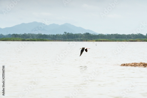 in the open water there are only plucks for birds such as Asian openbill and silver heron