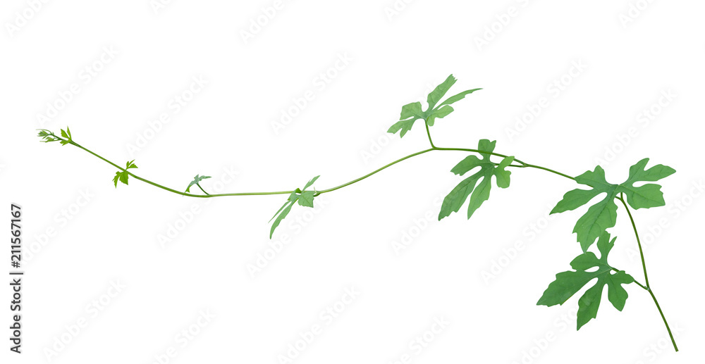 vine plant climbing isolated on white background. Clipping path vine plant climbing isolated on white background. Clipping path