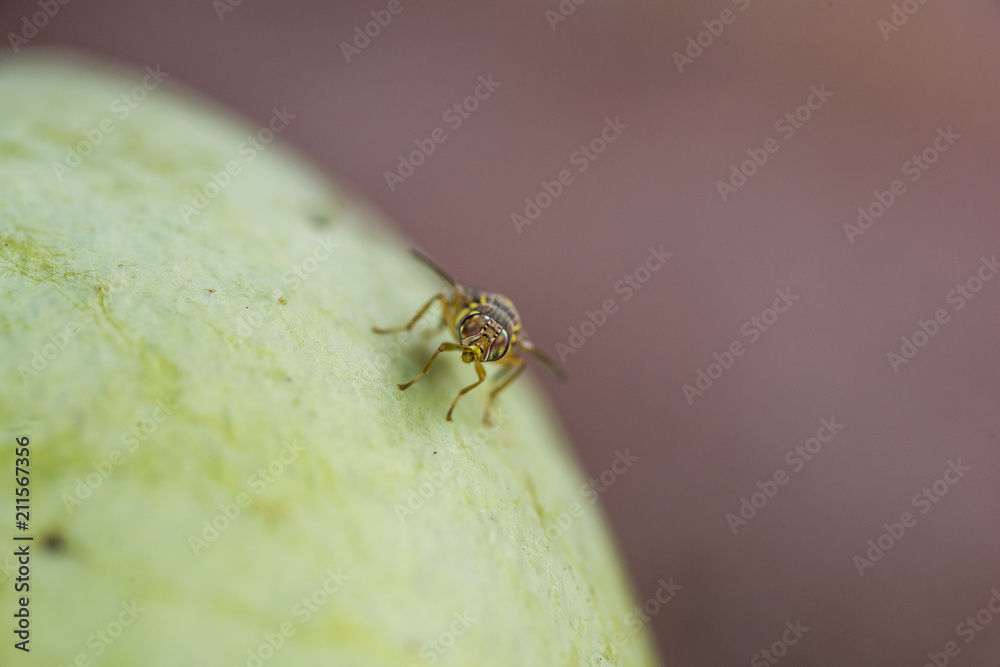 Fruit Fly's being attracted to rotting mango laying eggs in the soft