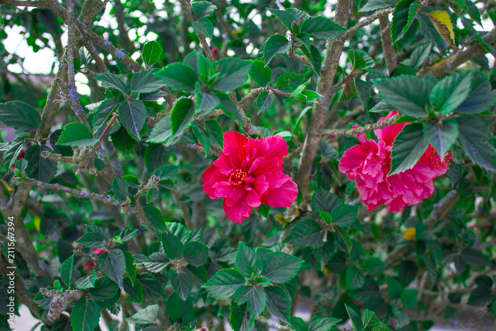 Hibiscus flower, bright pink with green leaves. Close-up.