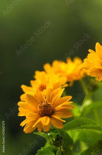 bouquet of bright yellow flowers Heliopsis helianthoides