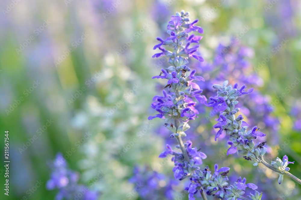 Obraz premium lavender flower beautiful in nature