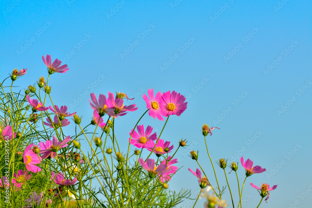 Pink of cosmos flower field with blue sky and cloud background
