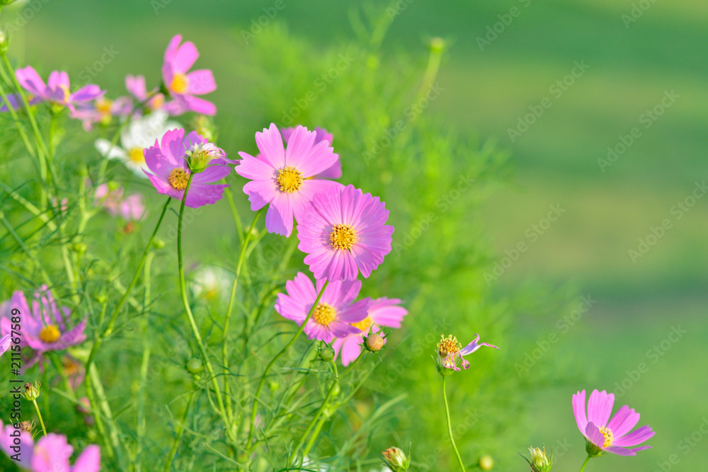 Pink of cosmos flower field with blue sky and cloud background Pink of cosmos flower field with blue sky and cloud background