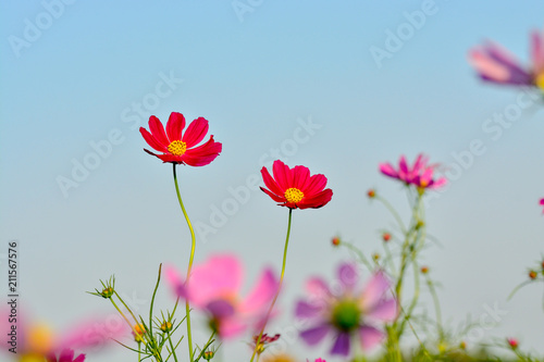 Pink of cosmos flower field with blue sky and cloud background © Ammak