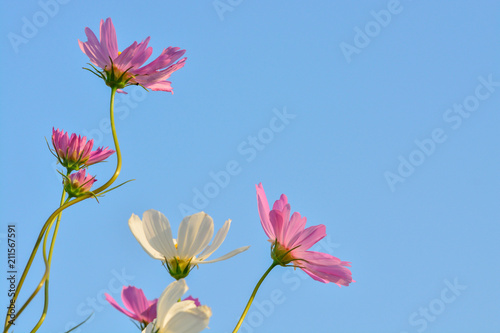 Pink of cosmos flower field with blue sky and cloud background