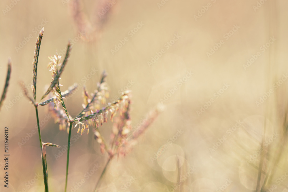 nature backgrounds, Spring morning dew on the grass