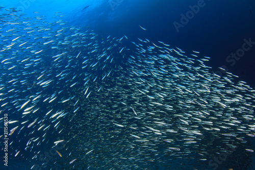 Sardines fish live in ocean 