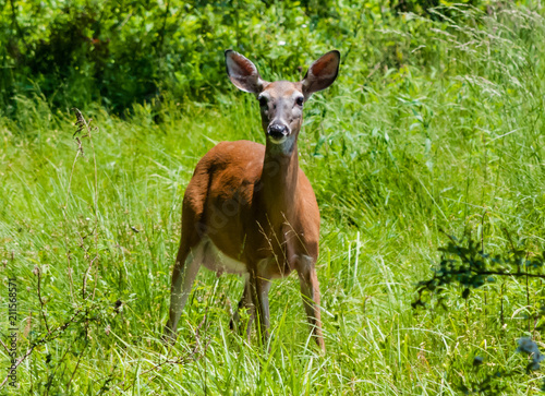 white tail deer