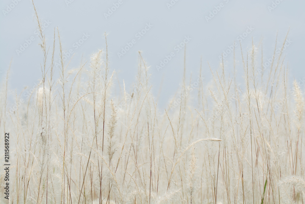 Obraz premium kwiaty łąkowe w miękkim, ciepłym świetle. Vintage jesień krajobraz rozmyte naturalne tło