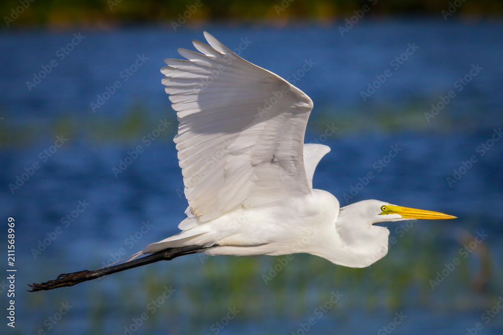 Фотография Great Egret