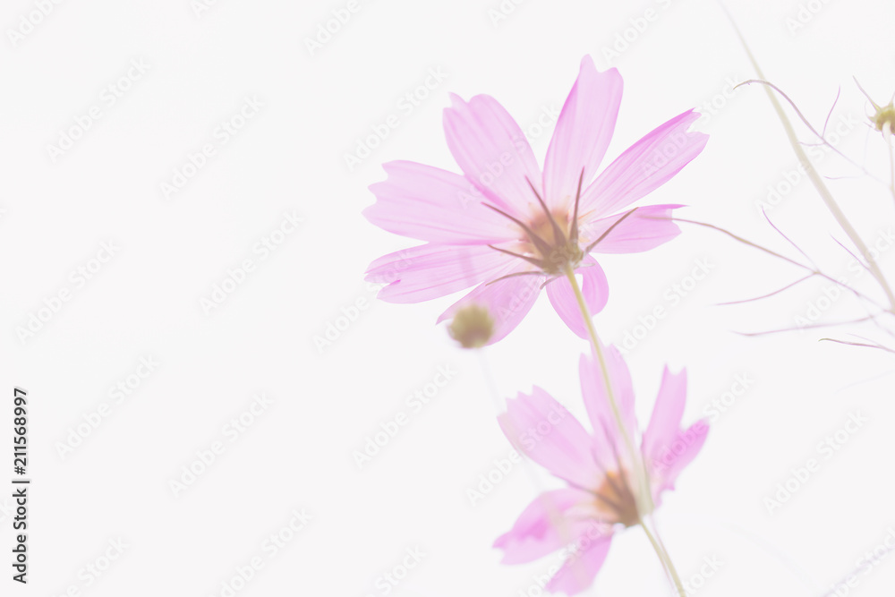 Pastel pink of cosmos flower Pastel pink of cosmos flower