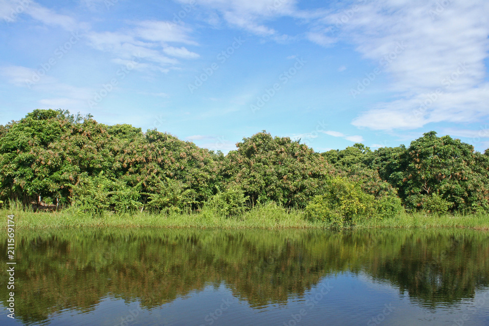 Beautiful landscape of longan tree  farm,Tropical fruits  with water pond on blue sky background  in Thailand
