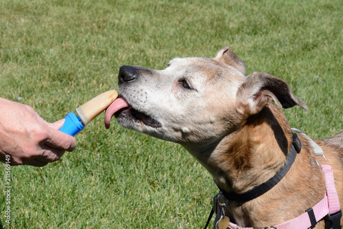 Fototapeta Naklejka Na Ścianę i Meble -  Older senior boxer mix dog licking homemade peanut butter ice popsicle on hot summer day