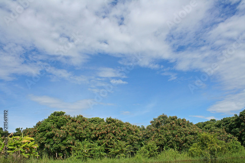 Cloudscape and longan farm,Tropical fruits garden in Thailand