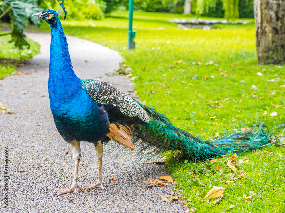 Peacock in the park Peacock in the park