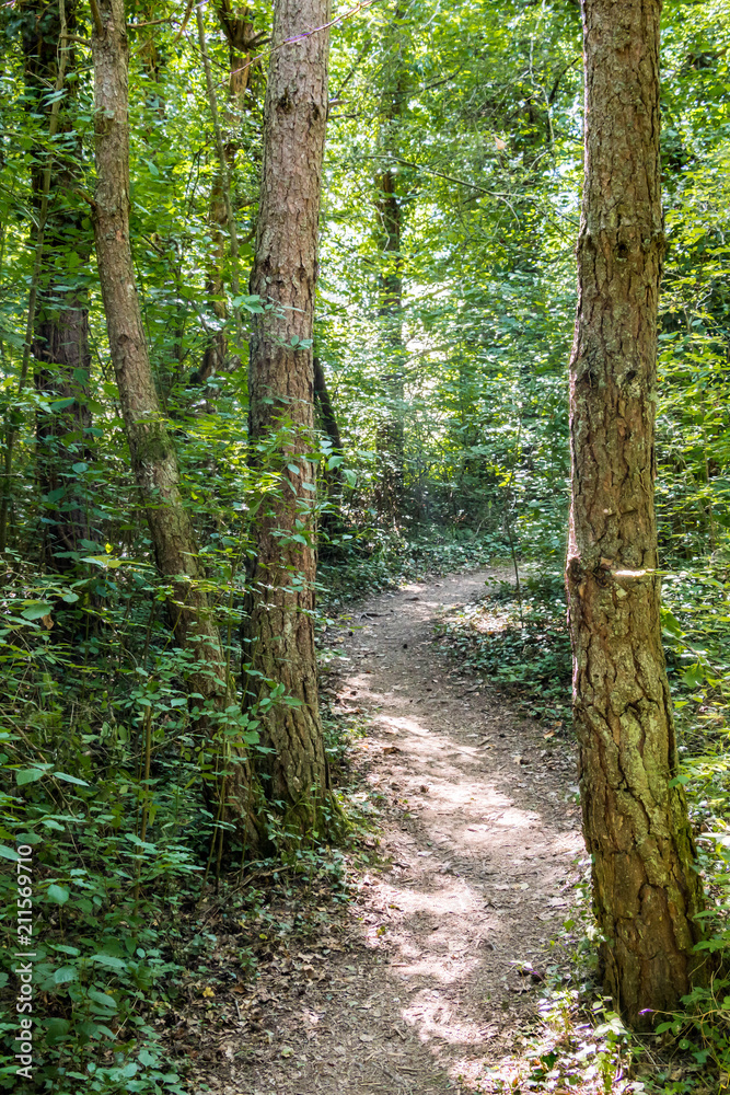 Fototapeta premium chemin