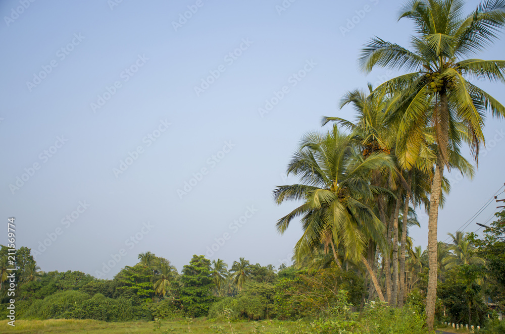Beautiful tropical landscape in India Beautiful tropical landscape in India