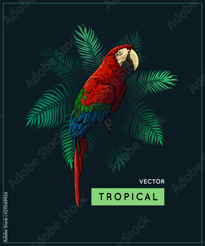 Summer vector design and vintage style jungle illustration with tropical palm tree and parrot - exotic bird isolated on dark background, closeup. Jungle and tropic image.