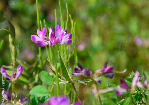 レンゲソウ（Chinese milk vetch、Astragalus sinicus）の花咲く